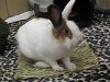 adoptable Rabbit in  named PETUNIA