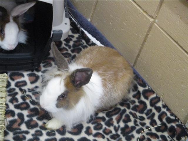 adoptable Rabbit in Springfield, MA named PANSY