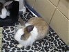 adoptable Rabbit in , MA named PANSY