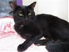 adoptable Cat in springfield, MA named GIDEON