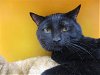 adoptable Cat in springfield, MA named PETER
