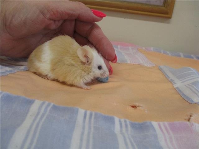 adoptable Mouse in Springfield, MA named HONEY BUNCHES