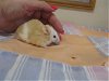 adoptable Mouse in springfield, MA named HONEY BUNCHES