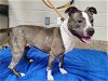 adoptable Dog in springfield, MA named RYLEE