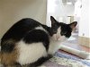 adoptable Cat in springfield, MA named MISSY