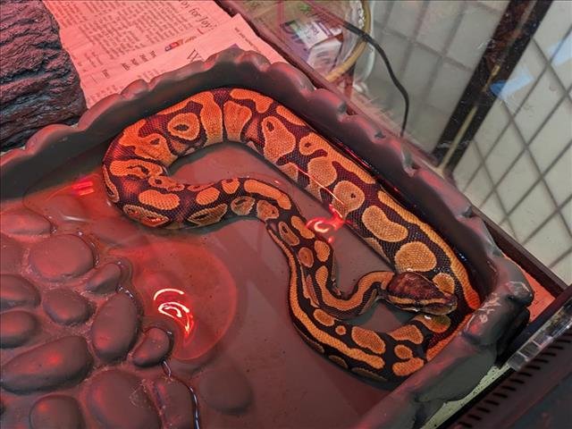 adoptable Snake in Springfield, MA named ECLIPSE