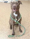 adoptable Dog in , MA named GODIVA