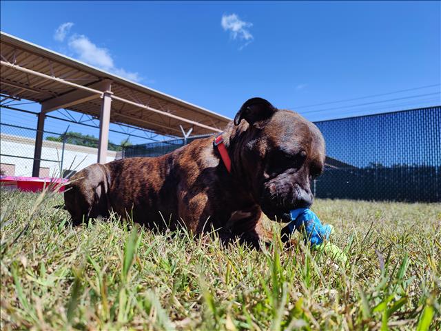 adoptable Dog in Springfield, MA named MARLEY