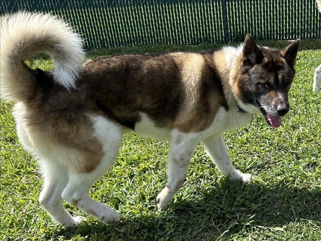 adoptable Dog in Springfield, MA named ZEUS