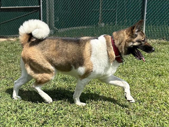 adoptable Dog in Springfield, MA named FIONA