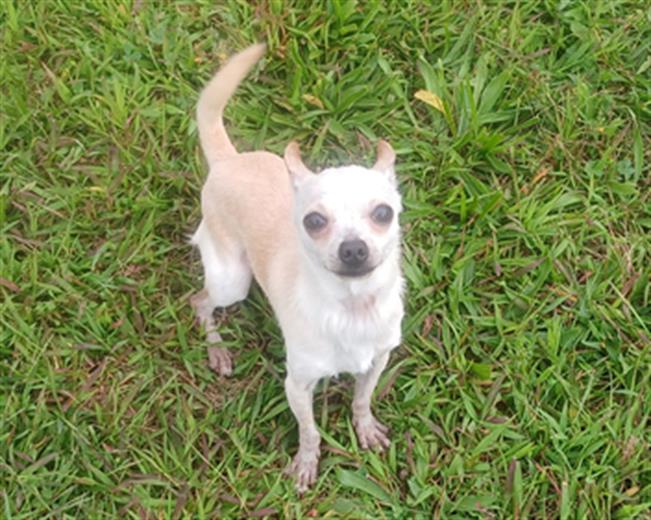 adoptable Dog in Springfield, MA named AHAB