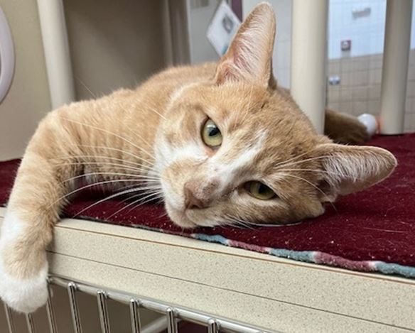 adoptable Cat in Springfield, MA named NIKO