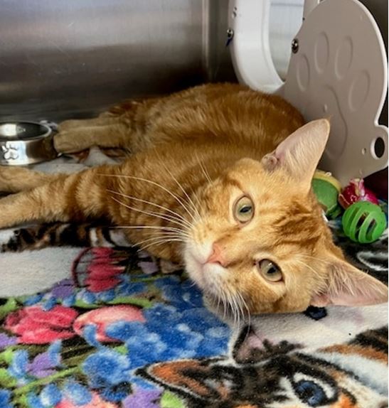 adoptable Cat in Springfield, MA named TUKKA