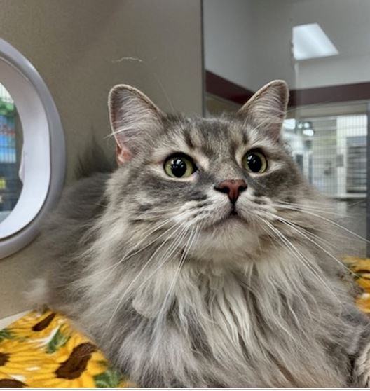 adoptable Cat in Springfield, MA named ARIEL