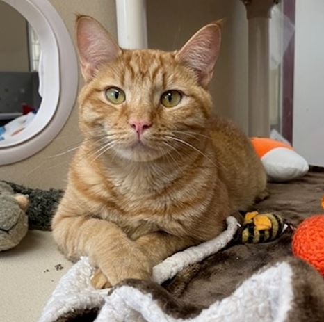 adoptable Cat in Springfield, MA named LEON