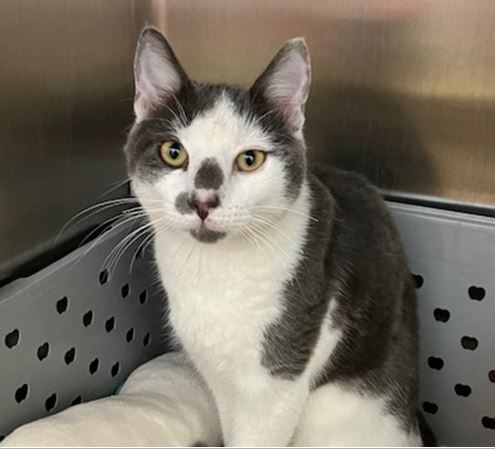 adoptable Cat in Springfield, MA named EVAN