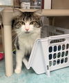 adoptable Cat in  named TOMMY