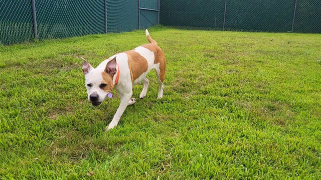 adoptable Dog in Springfield, MA named KORA