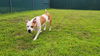 adoptable Dog in  named KORA