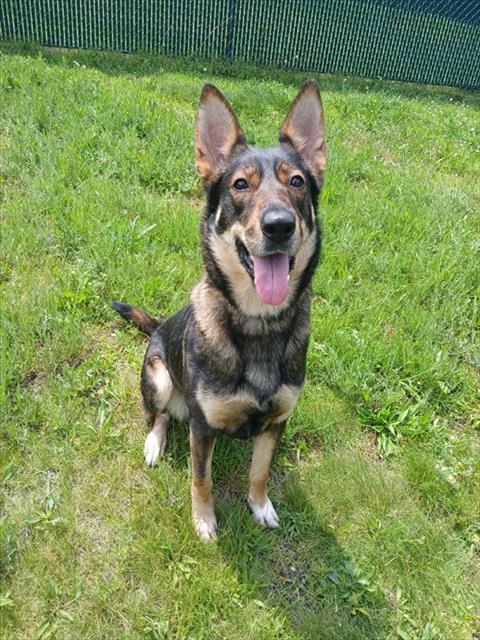 adoptable Dog in Springfield, MA named HARRIET