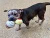 adoptable Dog in , MA named CIABATTA