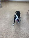 adoptable Dog in , MA named SAFARI