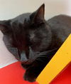 adoptable Cat in , MA named ONYX