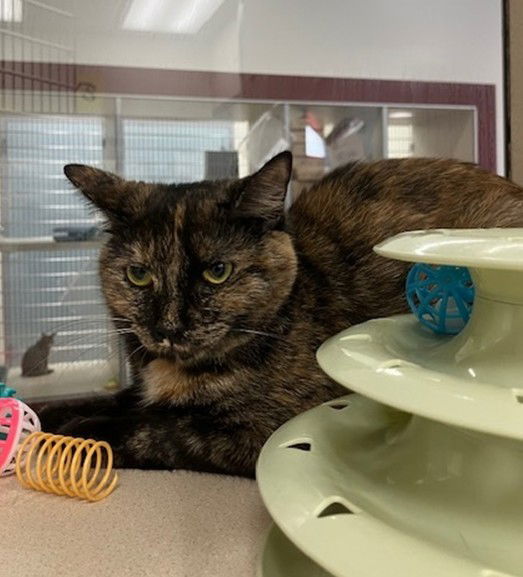 adoptable Cat in Springfield, MA named COCO