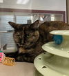 adoptable Cat in , MA named COCO