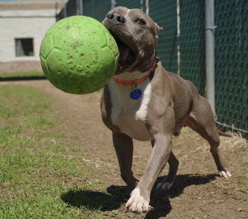 PETER, an adoptable Pit Bull Terrier in Springfield, MA