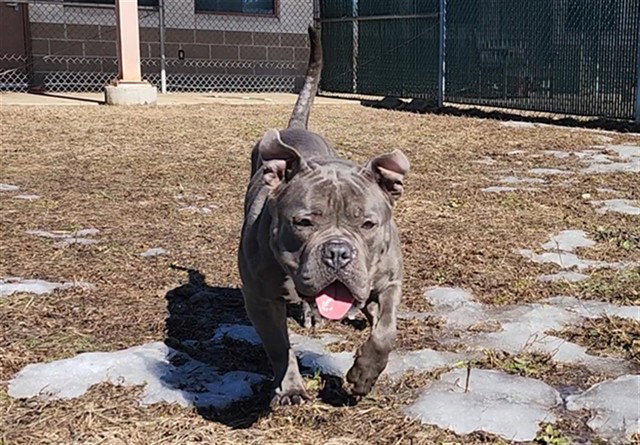ROXY
