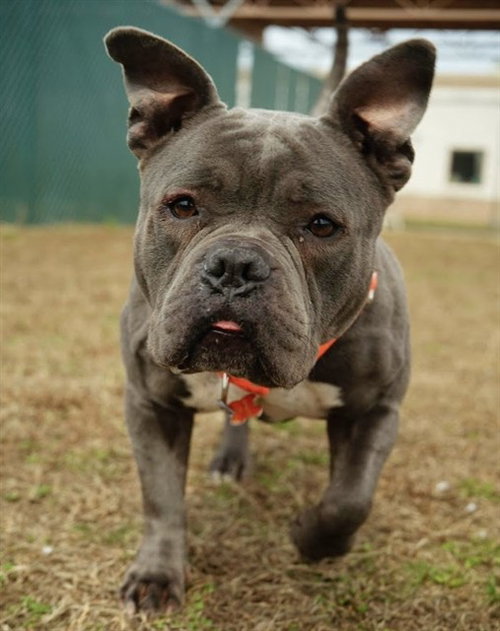 ROXY, an adoptable Staffordshire Bull Terrier in Springfield, MA