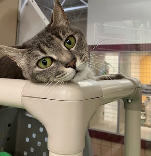 BABS, an adoptable Domestic Short Hair in Springfield, MA