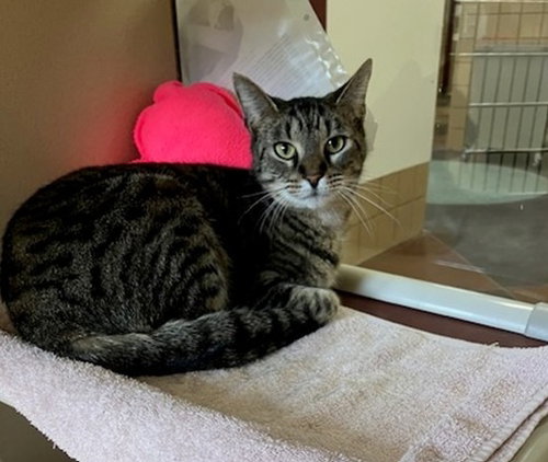 LUNA, an adoptable Domestic Short Hair in Springfield, MA