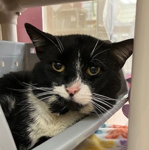 CHARLIE BROWN, an adoptable Domestic Short Hair in Springfield, MA