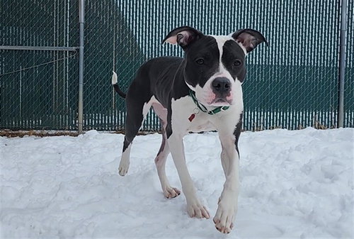CHECKERS, an adoptable Boxer in Springfield, MA