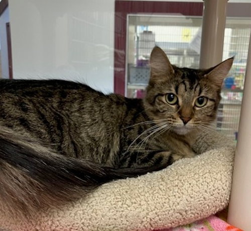 CHEETARA, an adoptable Domestic Short Hair in Springfield, MA