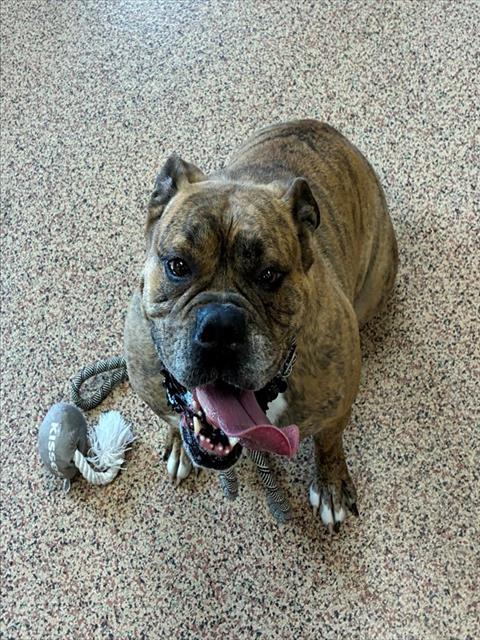 TINKERBELL, an adoptable Bulldog in Springfield, MA