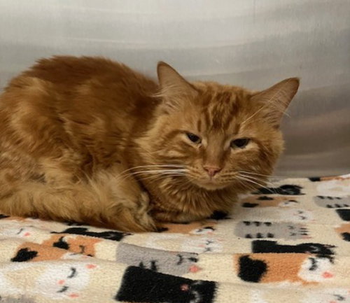 JERRY, an adoptable Domestic Long Hair in Springfield, MA