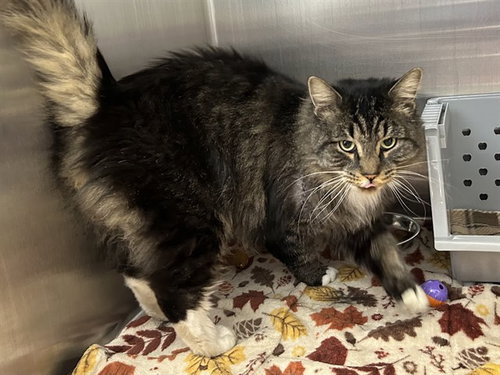 GARRISON, an adoptable Domestic Long Hair in Springfield, MA