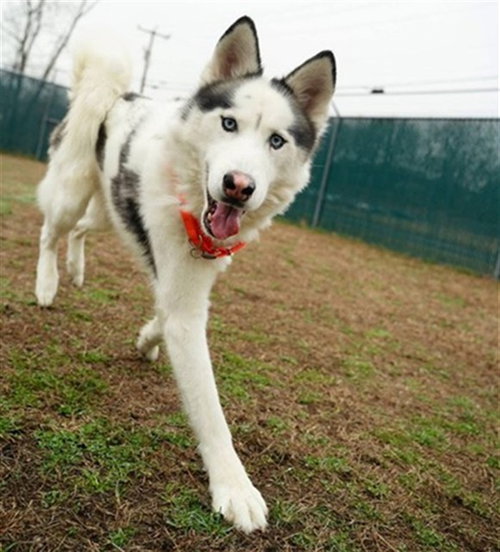 PEPO, an adoptable Siberian Husky in Springfield, MA