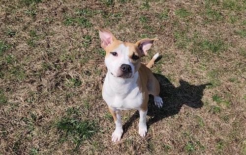 PIGLET, an adoptable Pit Bull Terrier in Springfield, MA