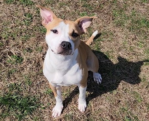 picture of the dog needing adoption