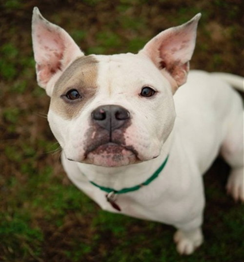 SUMMER, an adoptable Pit Bull Terrier in Springfield, MA