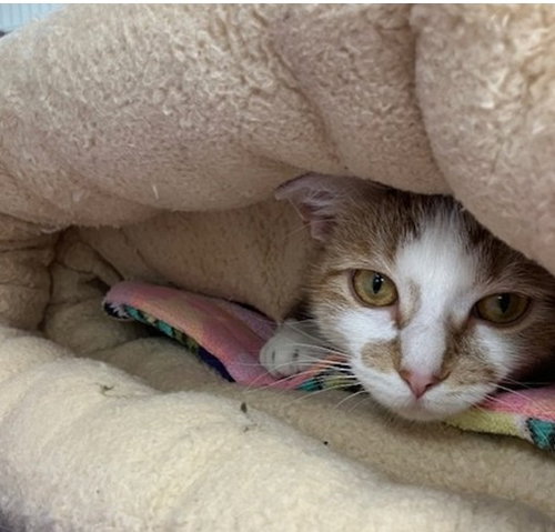MALIA, Young Domestic Short Hair (medium coat), cat for adoption in Norwich, Connecticut