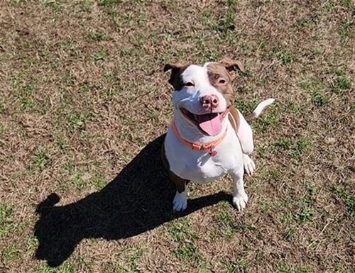 picture of the dog needing adoption