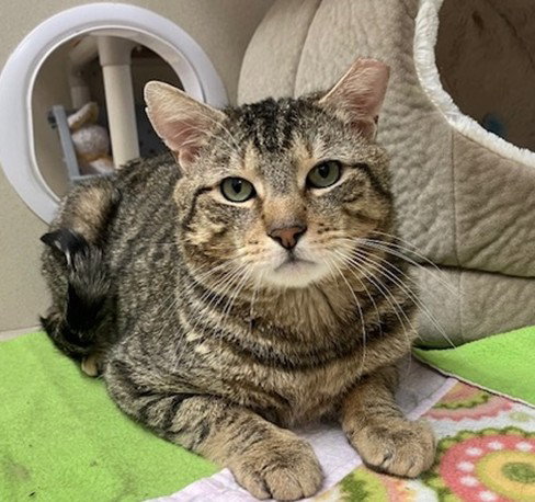 WALTER, Adult Domestic Short Hair (medium coat), cat for adoption in Norwich, Connecticut