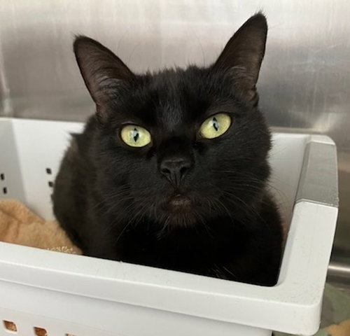 HILARY, Young Domestic Short Hair (medium coat), cat for adoption in Norwich, Connecticut