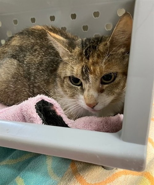 ARIA, Adult Domestic Short Hair (medium coat), cat for adoption in Norwich, Connecticut