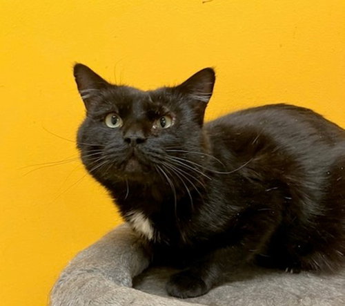BEAU, an adoptable Domestic Short Hair in Springfield, MA